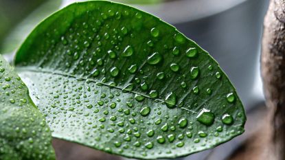 Humidifiers for Better Indoor Plant Health: A Green Thumb's Guide