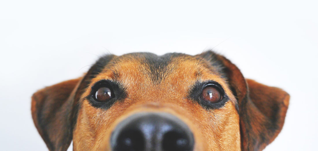 How Humidity can Make Your Pets Life Better
