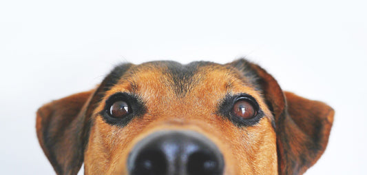 How Humidity can Make Your Pets Life Better